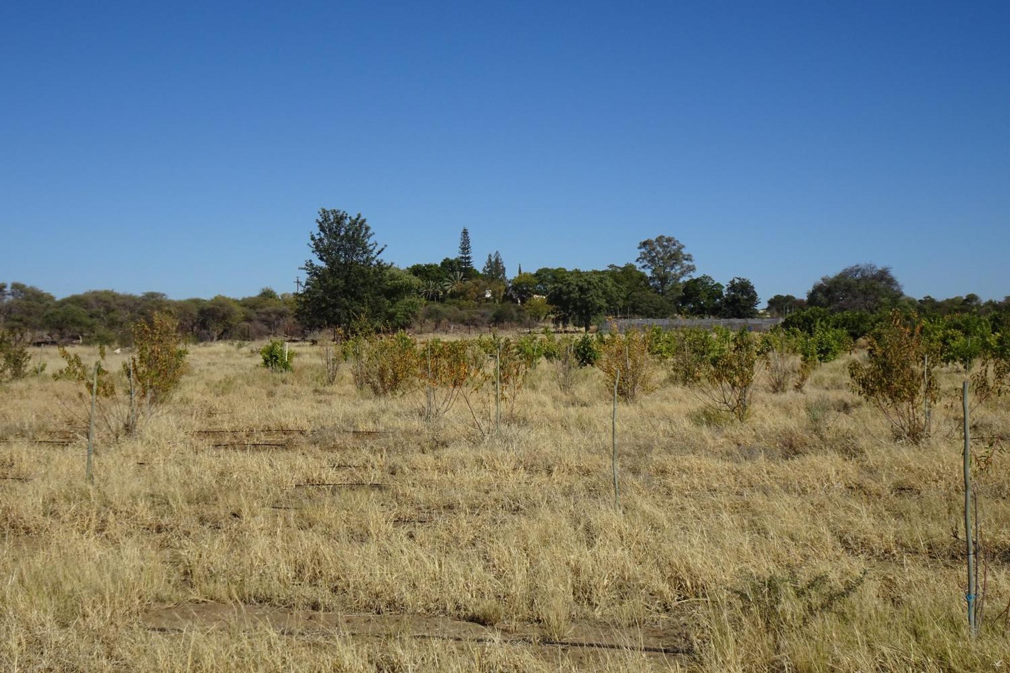 The Farm Shop Bed & Breakfast Grootfontein Exterior photo